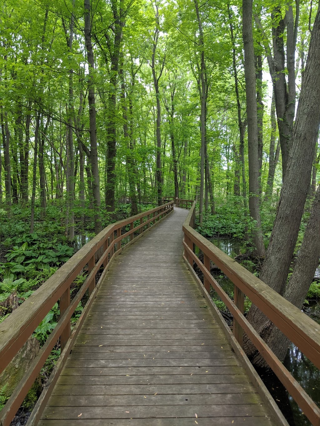 Great Baehre Swamp Wildlife Management Area | Buffalo, NY 14221, USA