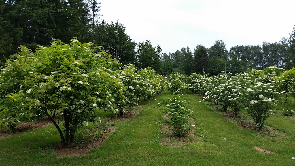 Yarrow Elderberry Farm | 44497 Vedder Mountain Rd, Chilliwack, BC V2R 4C4, Canada | Phone: (604) 823-6897