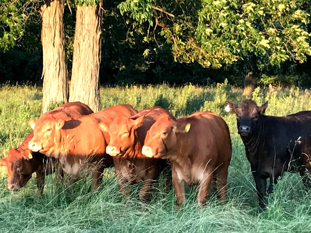 Bow Park Farm Limousin Cattle | 140 Oxbow Rd, Brantford, ON N3T 5L6, Canada | Phone: (905) 483-5161