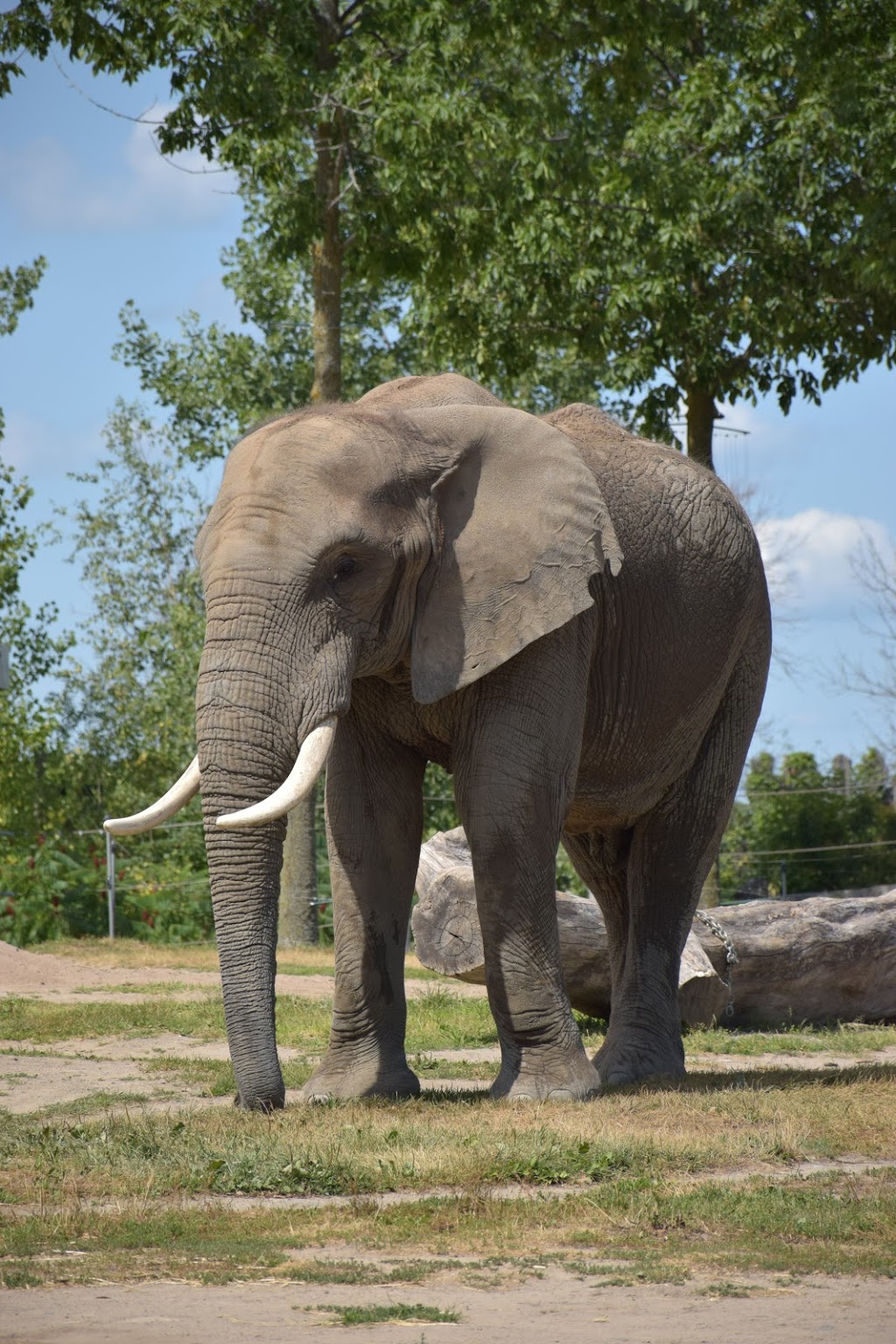 Jardin Zoologique De Granby | 461 Rue Laurier, Granby, QC J2G 5L8, Canada | Phone: (877) 472-6299