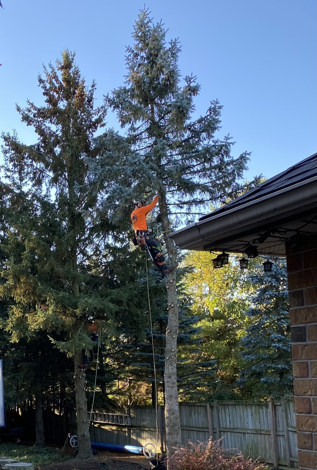 JLs Tree Service | 6149 Guelph St, Fergus, ON N1M 3E3, Canada | Phone: (519) 242-5193