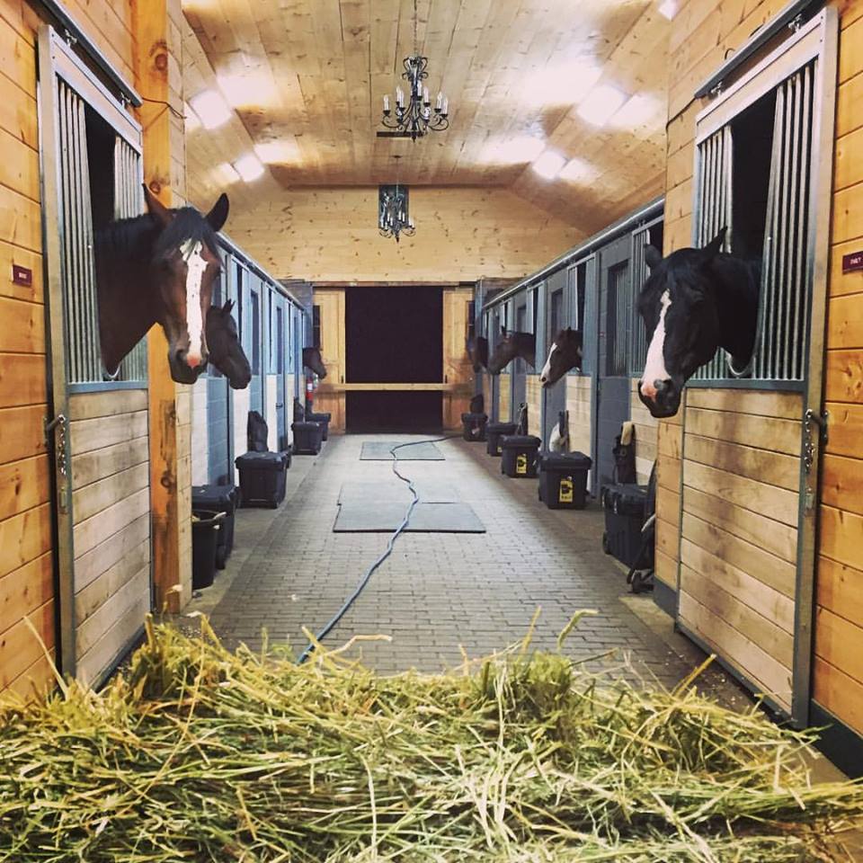 Valkyrie Stables | 7041 11th Line, Alliston, ON L9R 1V4, Canada | Phone: (416) 562-6245