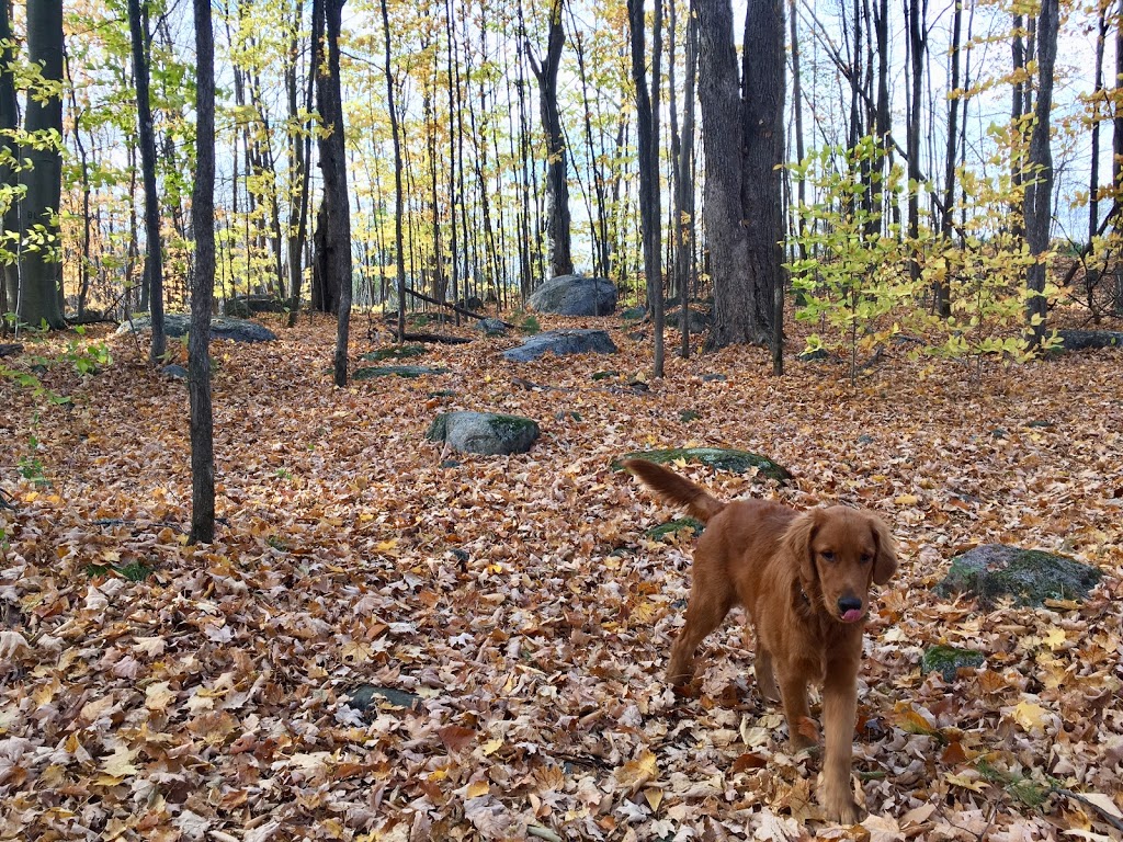 Parc a Chien sans laisse | District Bellevue, Gatineau, QC J8P 1T3, Canada