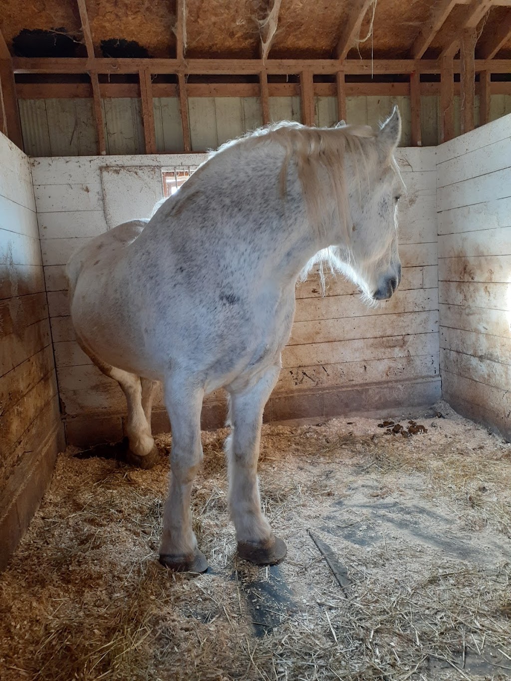 Last Chance Horse And Pony Rescue | 4269 Rebstock Rd, Crystal Beach, ON L0S 1B0, Canada | Phone: (905) 380-1440