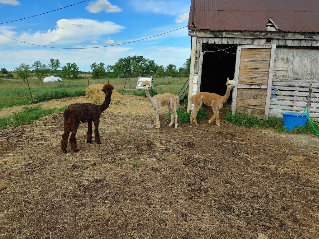 Husky Alpaca Ranch | 2536 Haldimand Rd 9, York, ON N0A 1R0, Canada | Phone: (519) 757-5864