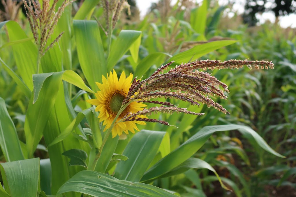 Sunrise Sunflower Farm | 1846 ON-6, Hamilton, ON L8N 2Z7, Canada | Phone: (215) 723-9512