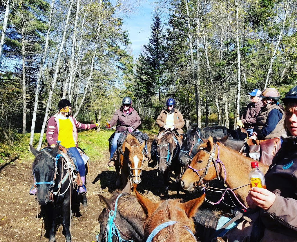 Evangeline Trail Rides | 2147 N River Rd, Scotch Village, NS B0N 2G0, Canada | Phone: (902) 632-2637