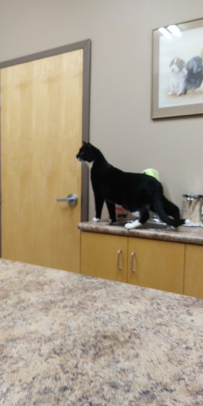 Winkler Veterinary Clinic | 225 1st St, Winkler, MB R6W 3P1, Canada | Phone: (204) 331-4200