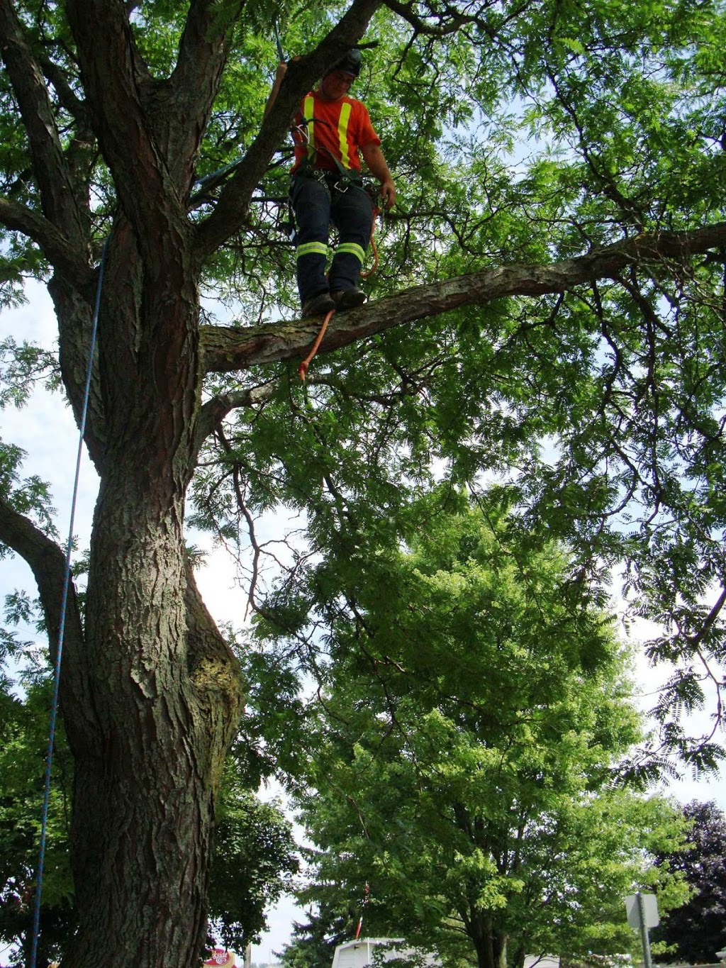 Joels Tree Service | 5009 Line 6, St. Marys, ON N4X 1C8, Canada | Phone: (519) 272-5742