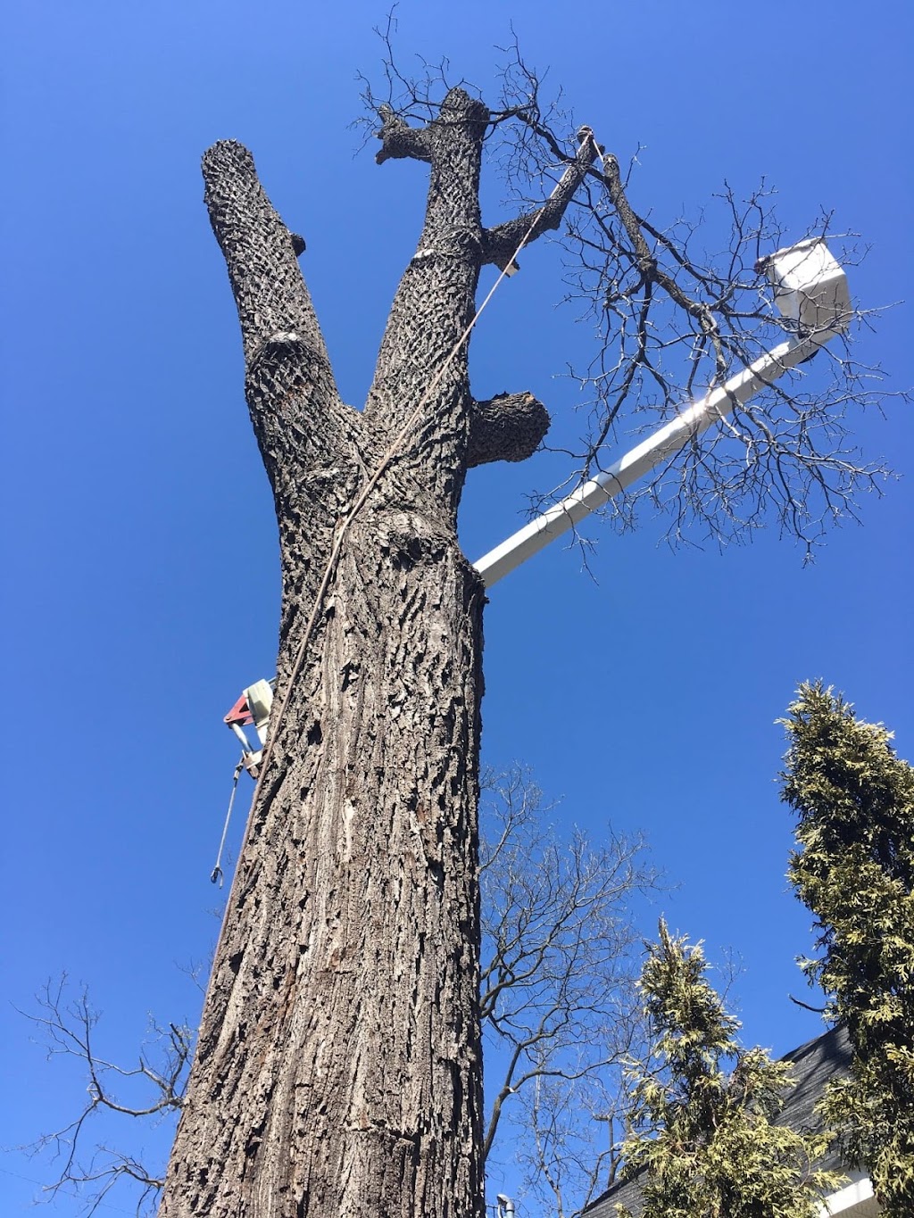 Wrights Tree Service | 27 Riverview Beach Rd, Pefferlaw, ON L0E 1N0, Canada | Phone: (888) 242-0434