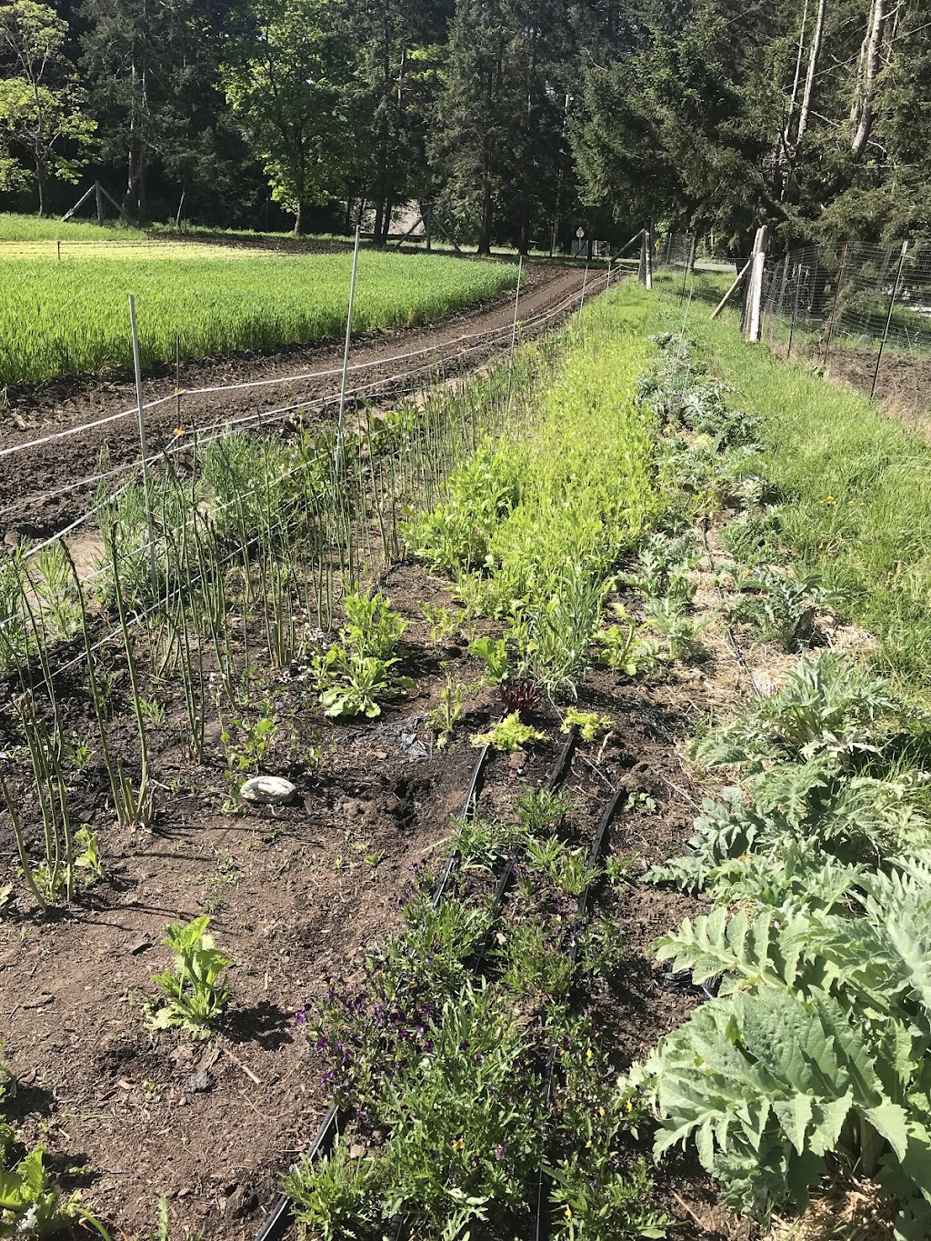 Cable Bay Farm | 13050 Porlier Pass Rd, Galiano Island, BC V0N 1P0, Canada | Phone: (250) 539-3008