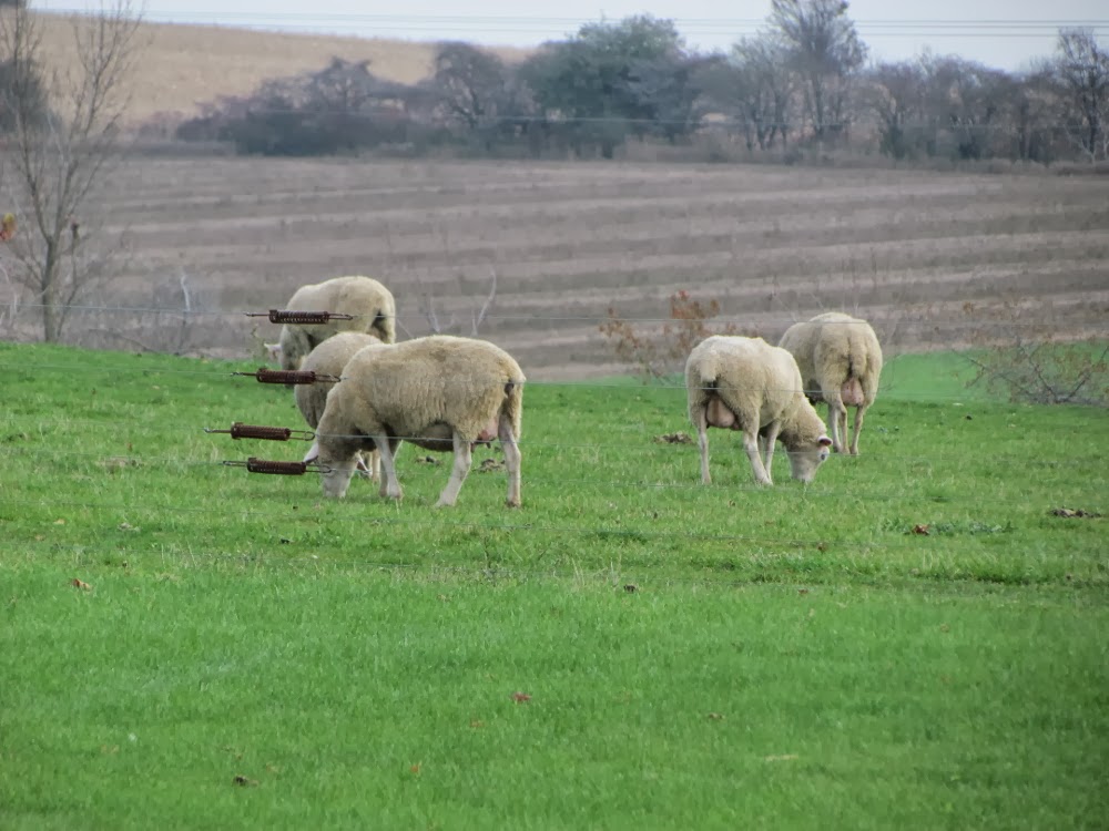 Blyth Farm Cheese | 82521 Allboro Line, Blyth, ON N0M 1H0, Canada | Phone: (226) 523-5884