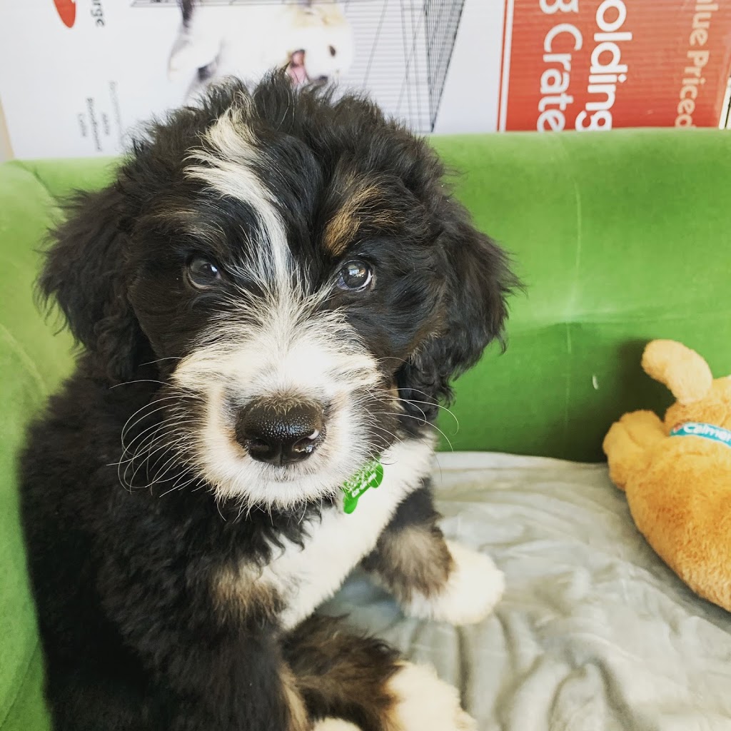 Willow Brooke Bernedoodles | 3532 Erbs Road W, Baden, ON N3A 3M2, Canada | Phone: (519) 580-5865