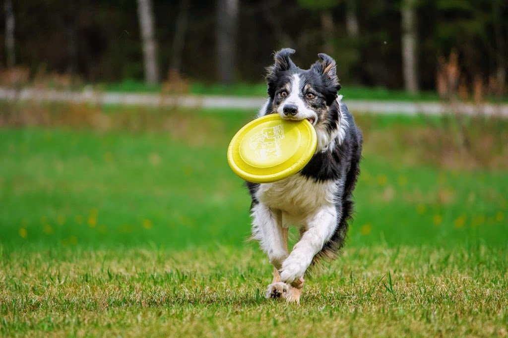 Frisbee Canin Laurentides | 4465 Chemin de la Gare, Labelle, QC J0T 1H0, Canada | Phone: (819) 216-0562