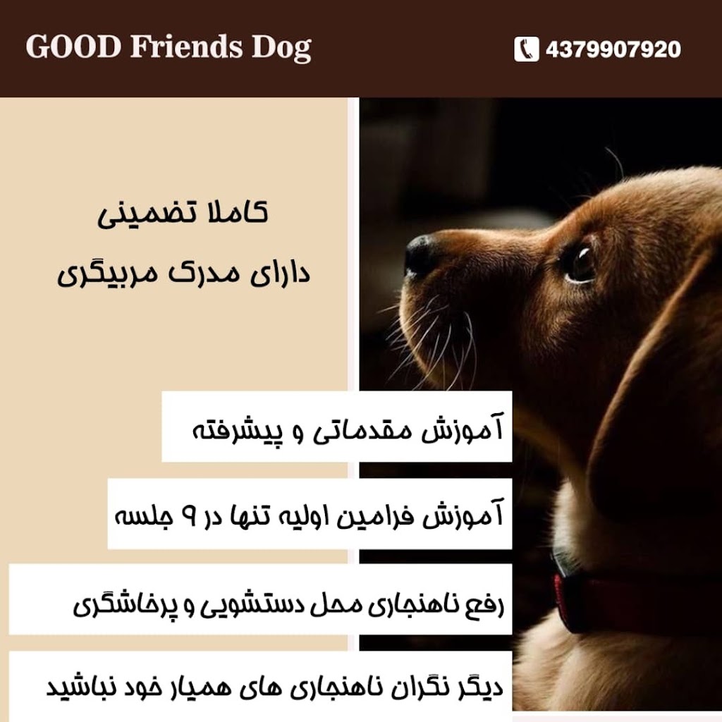 Dog Friends Good | 43 Palmer Ave, Richmond Hill, ON L4C 1N6, Canada | Phone: (437) 990-7920