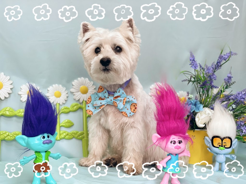 My Diva Dog | 447 Forest Lea Rd, Pembroke, ON K8A 6W6, Canada | Phone: (613) 735-2725