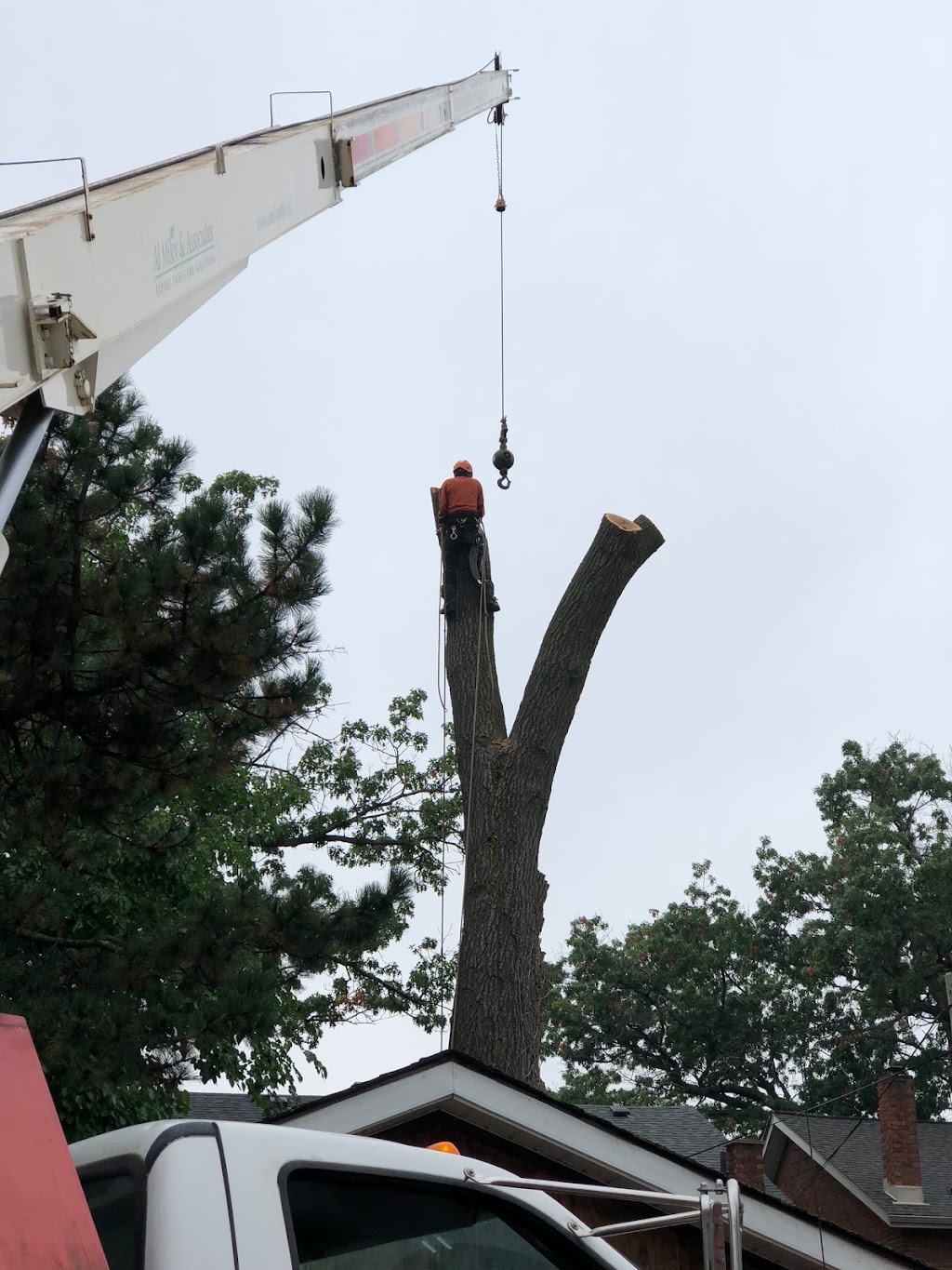 Al Miley Arborist | Tree Removal Toronto | 203 Toryork Dr, North York, ON M9L 1Y2, Canada | Phone: (416) 749-3723