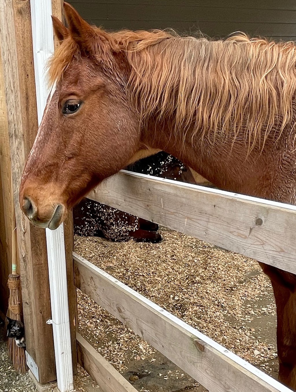 Singing Tree Farm | 750 Bennett Rd, Qualicum Beach, BC V9K 1N1, Canada | Phone: (250) 954-9374