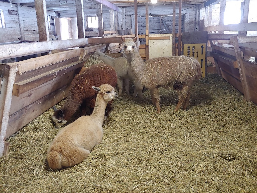 La ferme le moment présent | 155 Chem. Thomas N, Notre-Dame-de-la-Salette, QC J0X 2L0, Canada | Phone: (819) 766-2022