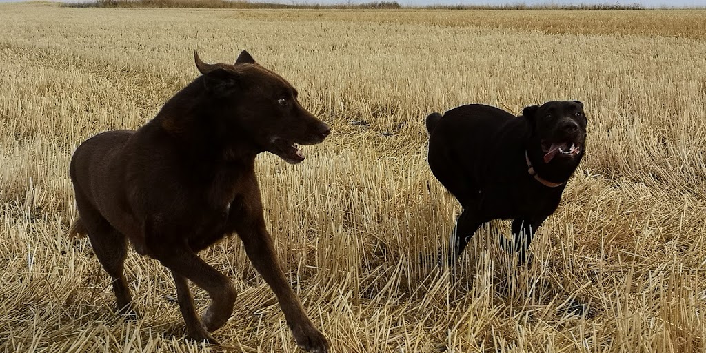 Western Kennels | 3 SW 15 - 35 -11 W, Perdue, SK S0K 3C0, Canada | Phone: (306) 329-4997