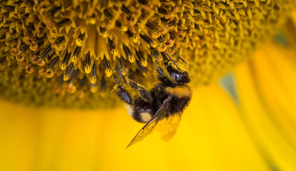 Bombus Ecoscapes | 113 McMichael St, Kingston, ON K7M 1N1, Canada | Phone: (647) 539-8346