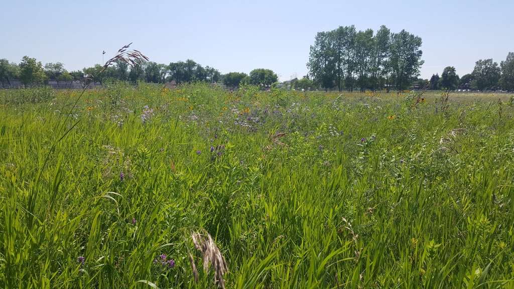 Living Prairie Museum/Park | 2795 Ness Avenue, Winnipeg, MB R3J 3S4 Ness Ave, Winnipeg, MB R3J 3S4, Canada | Phone: (204) 832-0167