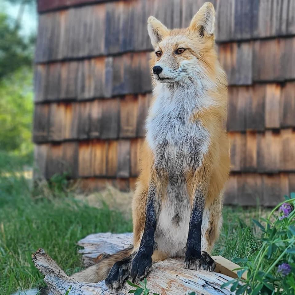 Altitude Taxidermy & Wildlife Artistry | 52048 Range Rd 265, Cardston County, AB T0K 2R0, Canada | Phone: (403) 682-7214