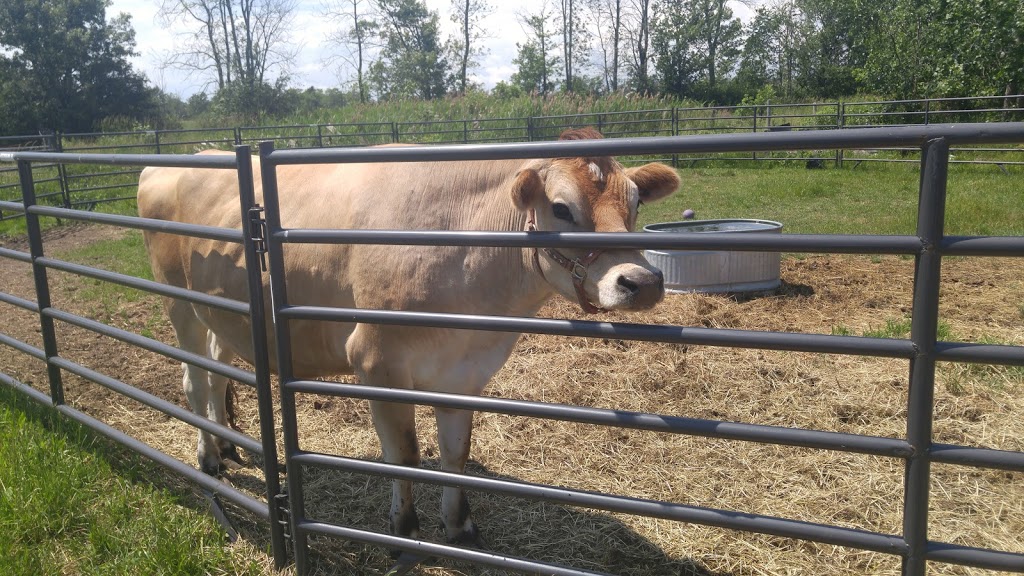 Last Chance Horse And Pony Rescue | 4269 Rebstock Rd, Crystal Beach, ON L0S 1B0, Canada | Phone: (905) 380-1440