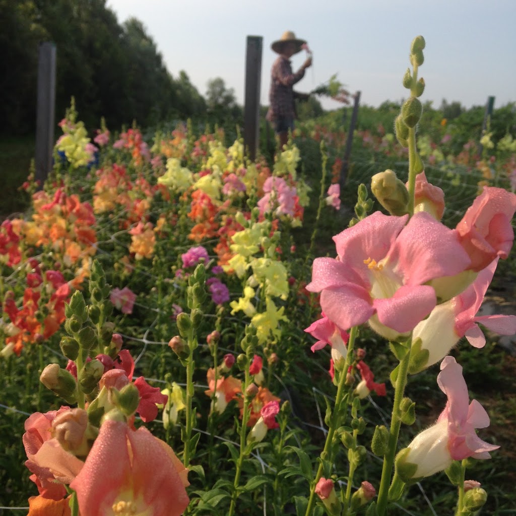 Roots and Shoots Farm | 115 Chemin de la Beurrerie, Alcove, QC J0X 1A0, Canada | Phone: (613) 897-8975