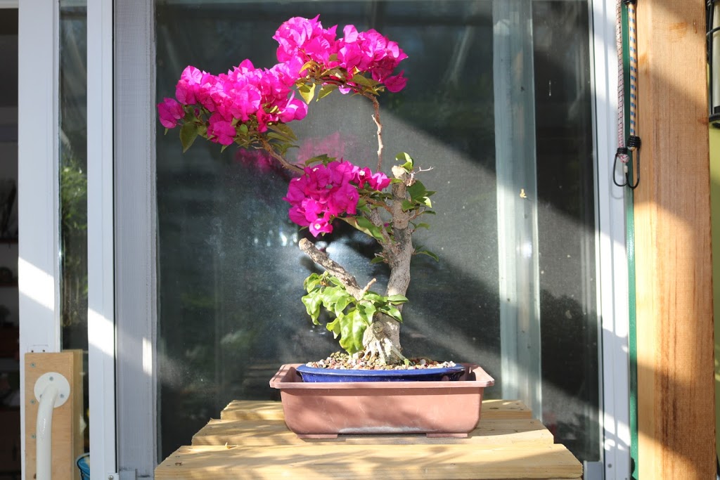 Ottawa Bonsai | 305 Rue de Honfleur, Gatineau, QC J9J 2H6, Canada | Phone: (613) 788-6988