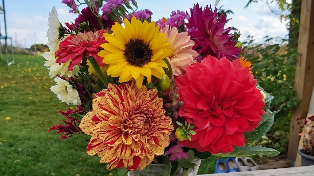 Makkinks Flower Farm | 164604 Kellett Rd, Tillsonburg, ON N4G 4G8, Canada | Phone: (226) 993-2048