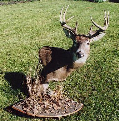 Hunters Taxidermy | 39048 Range Road 22 - 0, Erskine, AB T0C 1G0, Canada | Phone: (403) 352-7030