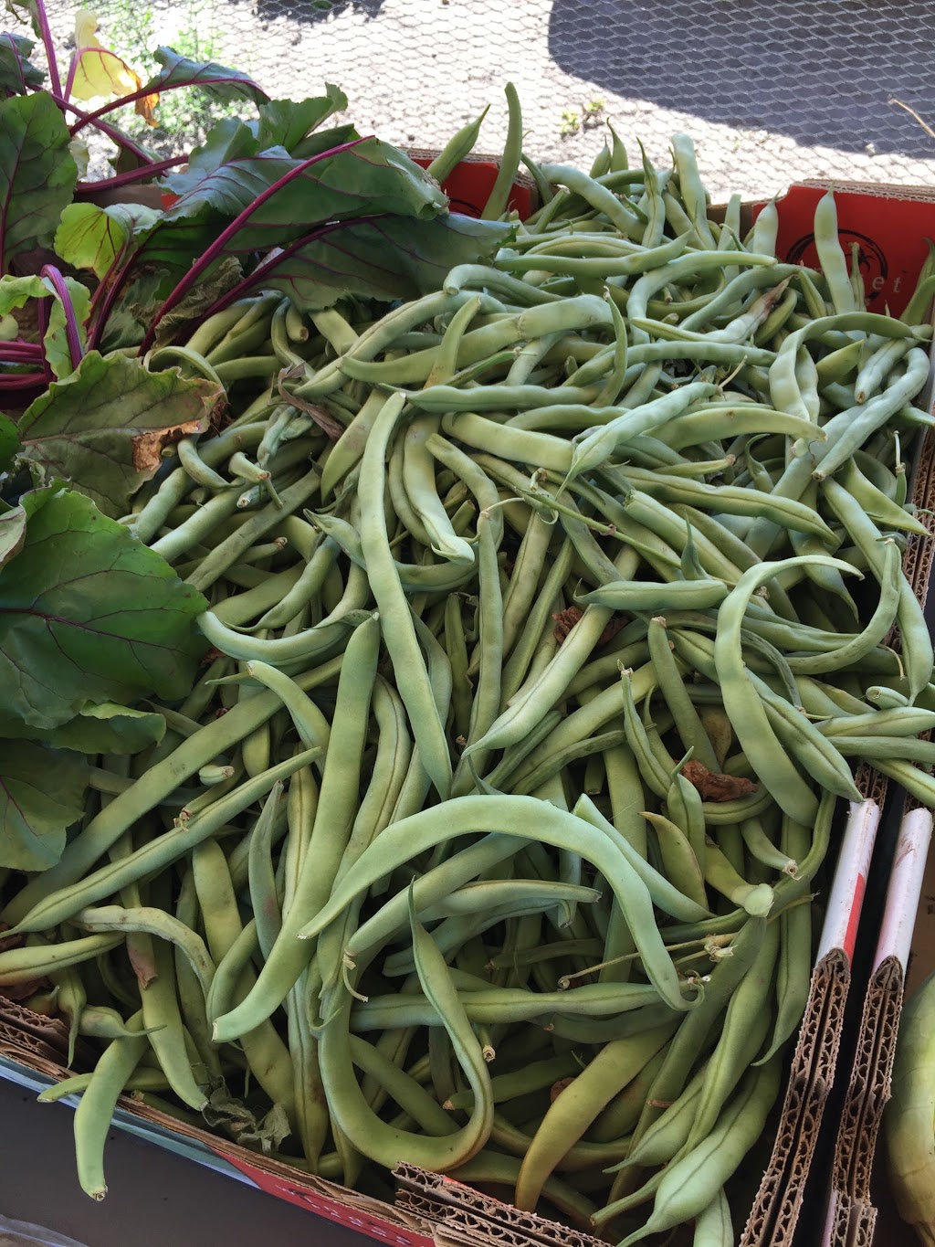 Paprika Farm - U-Pick - Closed Until Next Summer | 4655 96 St, Delta, BC V4K 3N3, Canada | Phone: (604) 599-6618