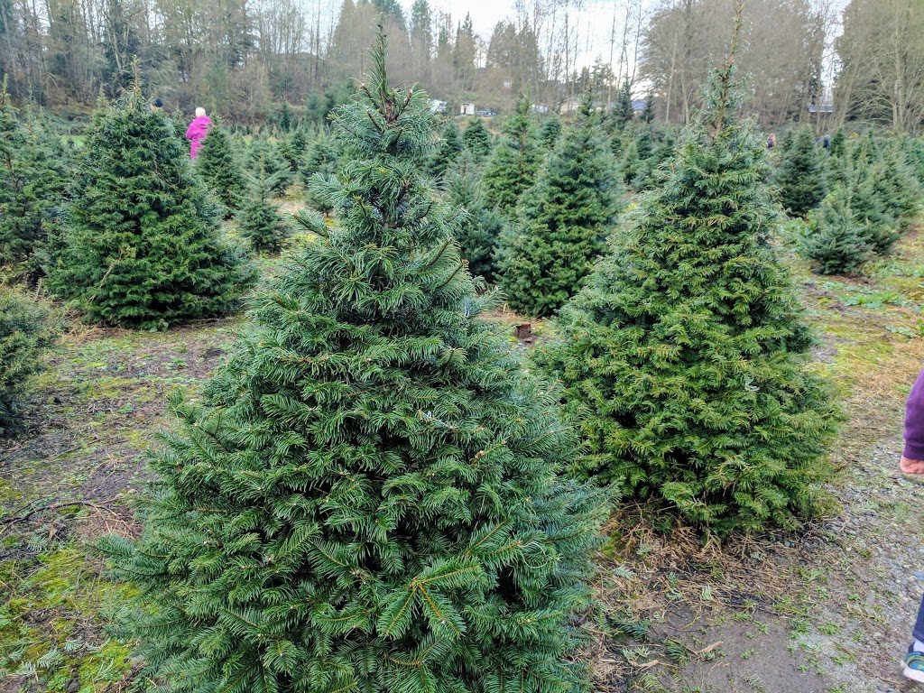 Alouette Tree Farm Ltd | 23083 132 Ave, Maple Ridge, BC V4R 0A8, Canada | Phone: (604) 467-0100