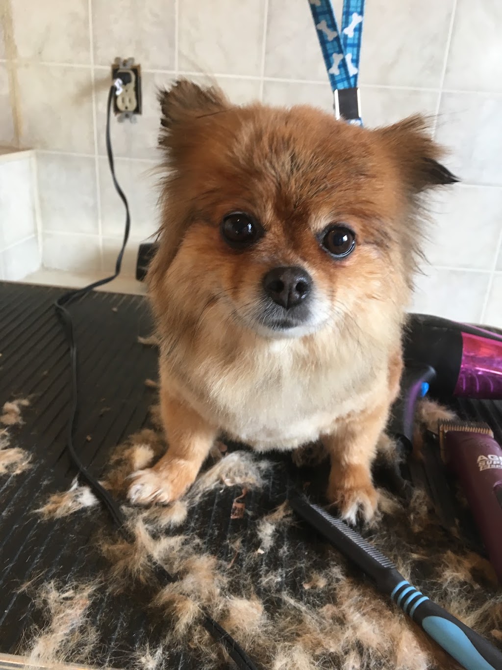 Lorraine’s Dog Grooming | 72 Celtic Dr, Caledonia, ON N3W 2N6, Canada | Phone: (905) 928-4315