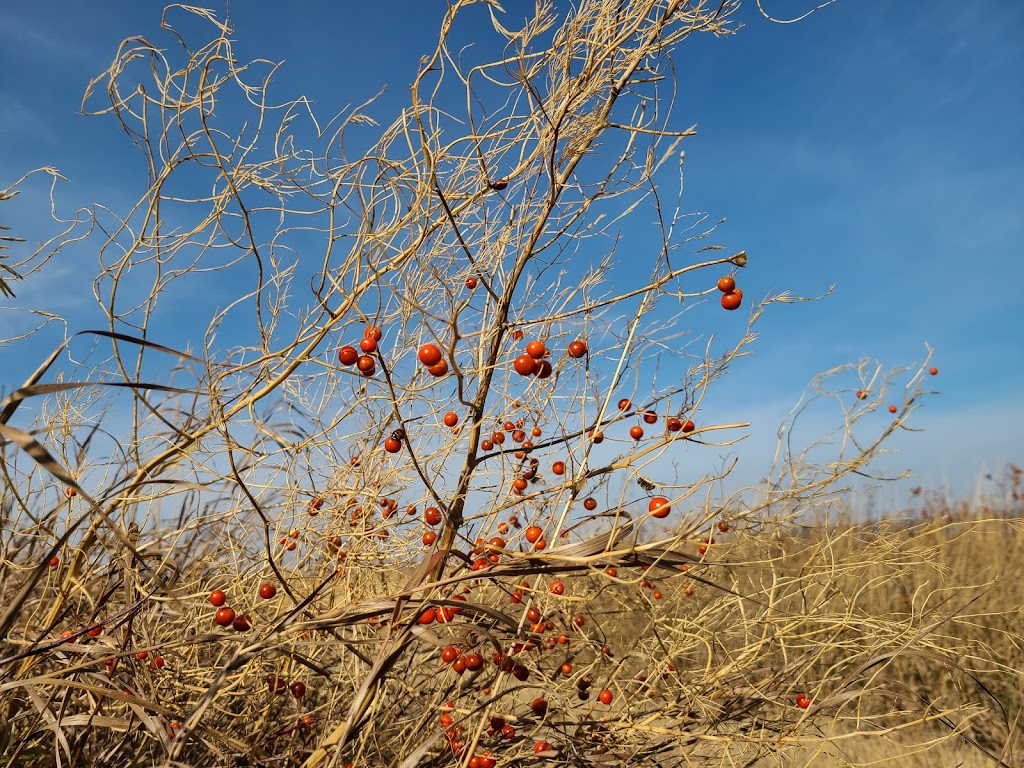 Old Wives Lake Nature Area and Interpretive Trails | Unnamed Road, Mossbank, SK S0H 3G0, Canada | Phone: (306) 354-2294