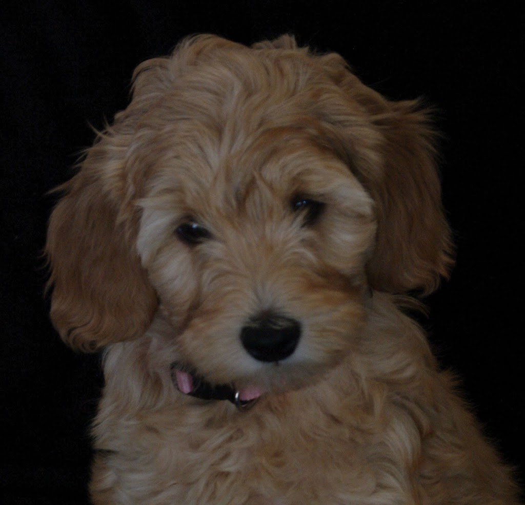 Wildflower Labradoodles | 1398 Goldenrod Dr, Sorrento, BC V0E 2W1, Canada | Phone: (250) 803-6504