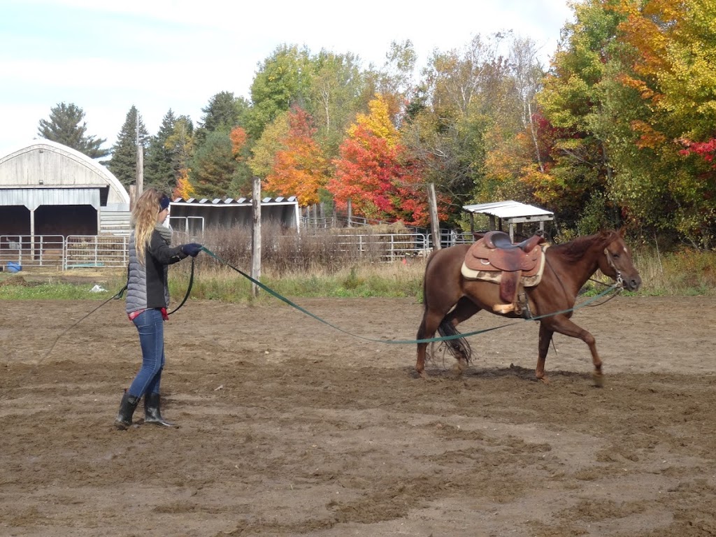 Corinne Gadras - Équitation R+ | 35 Rang Petit Fossambault, Pont-Rouge, QC G3H 2L8, Canada | Phone: (581) 984-1154