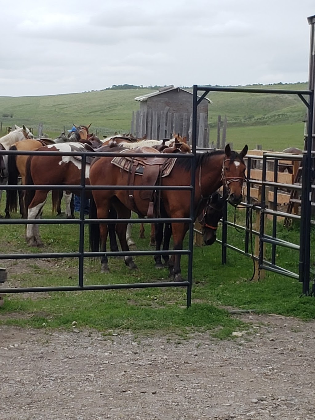 Waterton River Trail Rides Ltd. | SE 1/4 27-2-29 W4, Waterton Park, AB T0K 2M0, Canada | Phone: (403) 715-4156