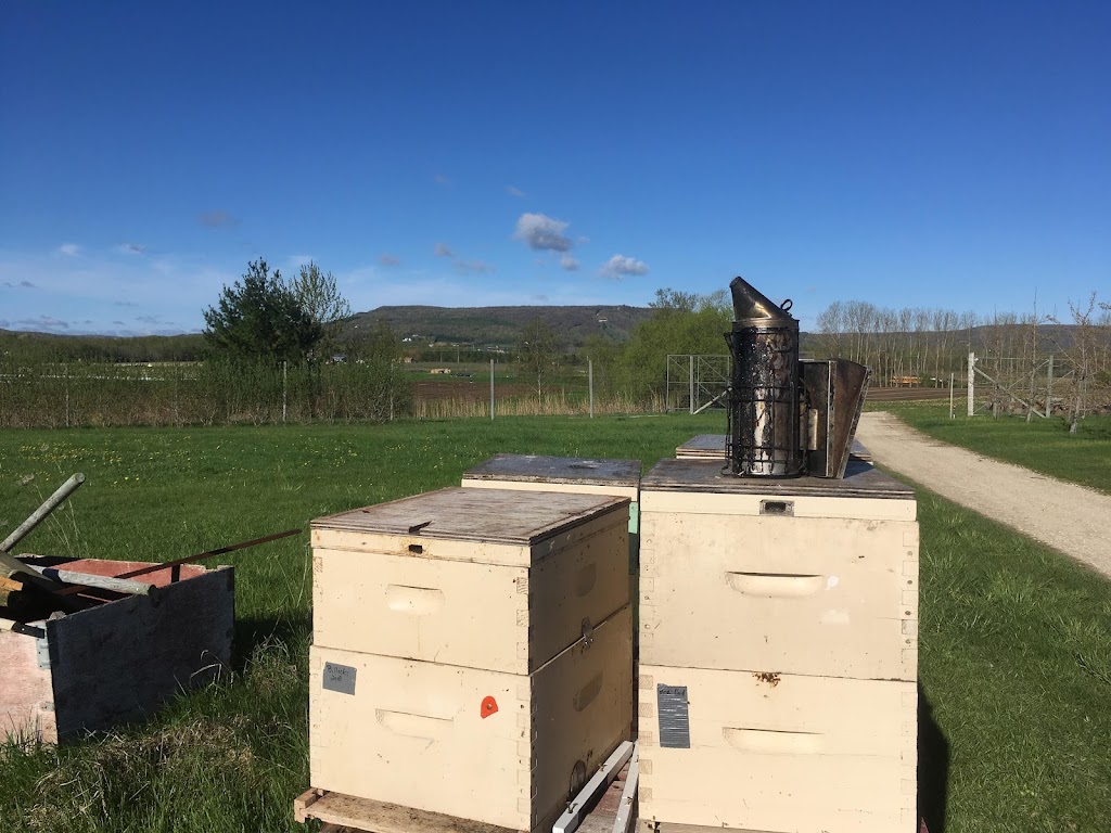 Bonnie Bee honey | 985 concession 18 west, Tiny, ON L9M 0J1, Canada | Phone: (705) 533-3655