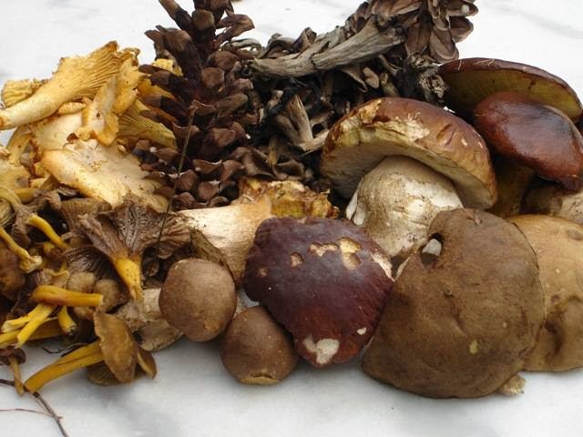 Champignons et plantes comestibles au Québec | 9510 Rue Chauvet, Québec, QC G2K 1L2, Canada