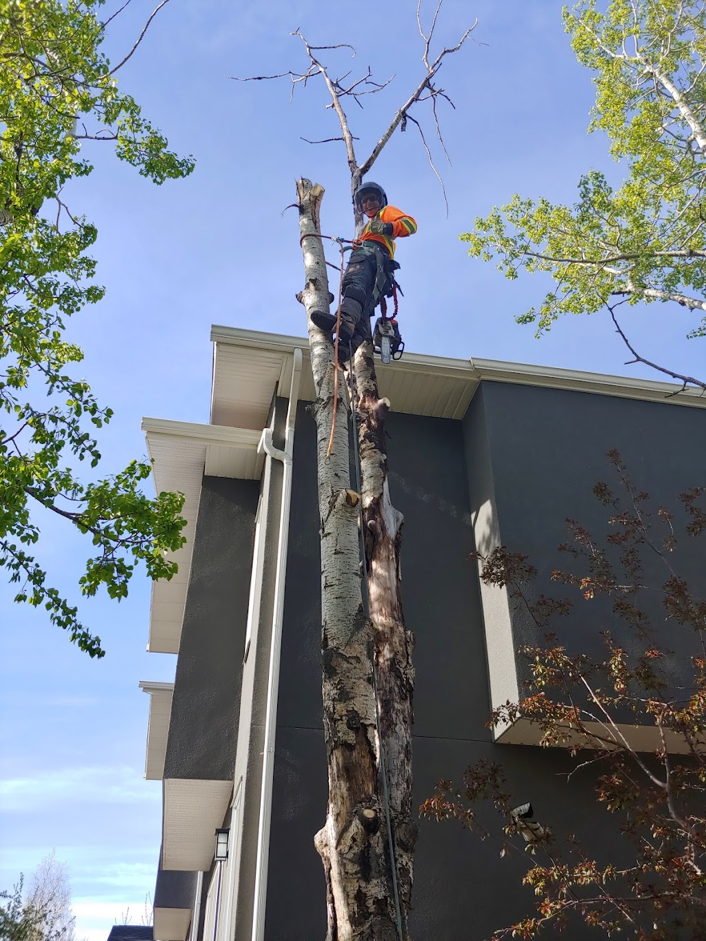 Bogdans Tree Services | 3808 Dover Ridge Dr SE, Calgary, AB T2B 2C9, Canada | Phone: (587) 834-5976