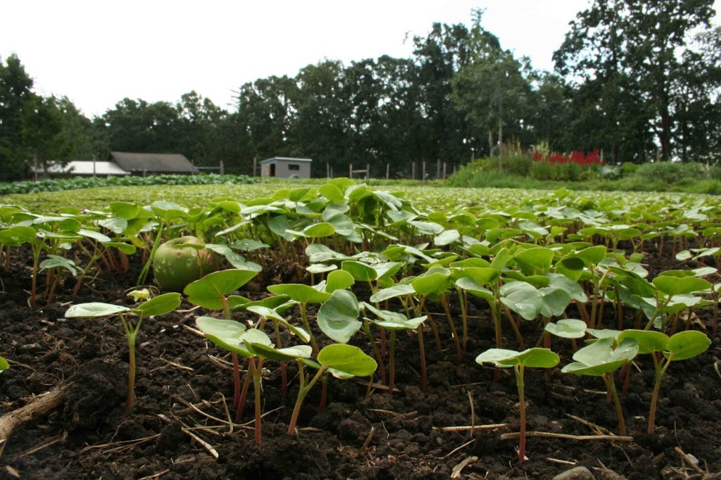 Wind Whipped Farm | The Local Food Box, 4645 William Head Rd, Victoria, BC V9C 3Y7, Canada | Phone: (250) 661-8099