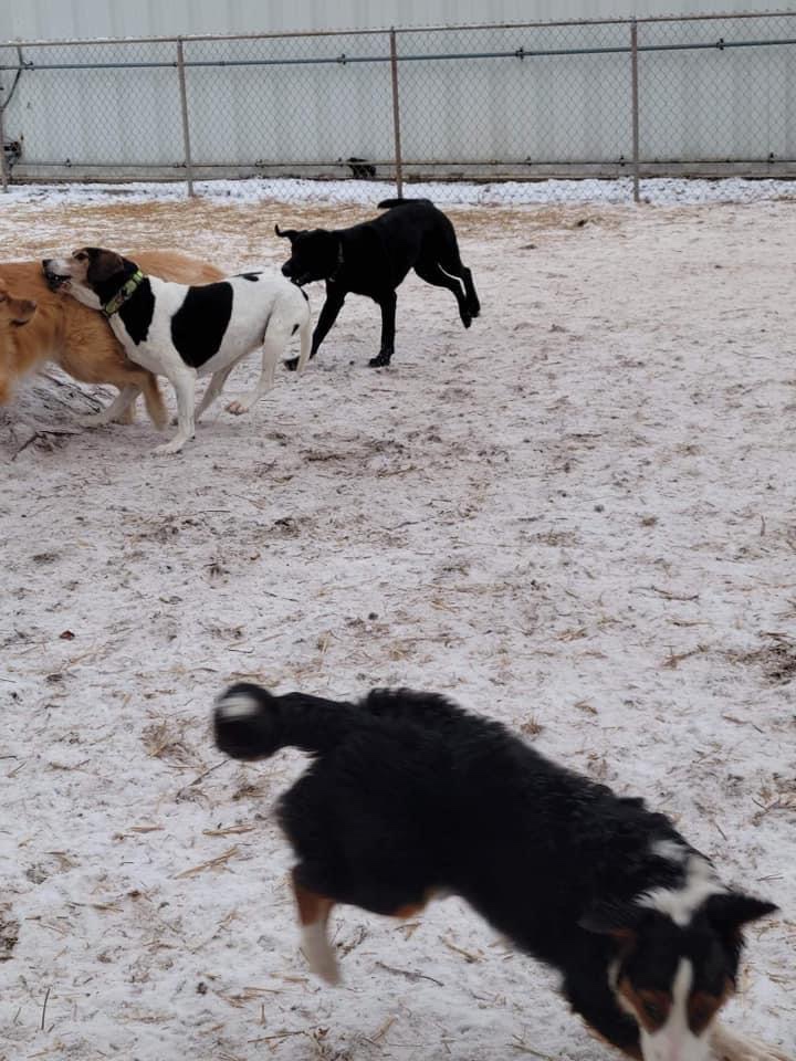 Marley and Friends Doggy Daycare | 12 Rooney Crescent, Moncton, NB E1E 4M3, Canada | Phone: (506) 871-4468