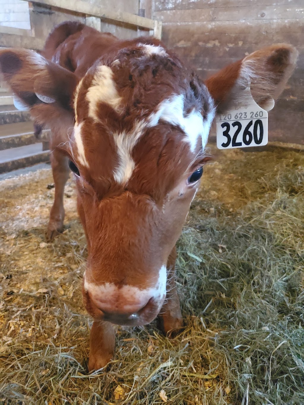 Ferme Lauzon Labreche | 325 11e Rang N, Sainte-Brigide-dIberville, QC J0J 1X0, Canada | Phone: (438) 396-2323