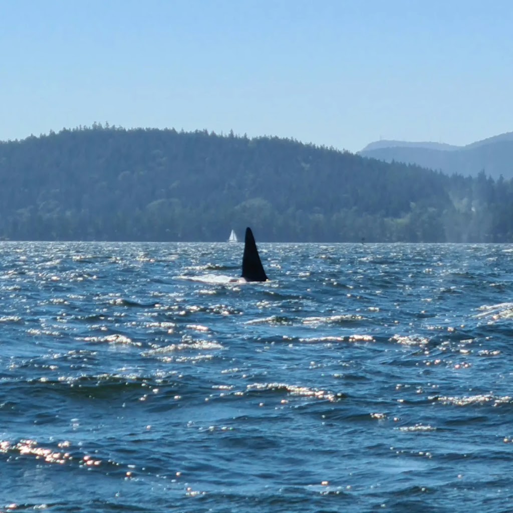 Vancouver Island Whale Watch | 90 Front St #5, Nanaimo, BC V9R 5H7, Canada | Phone: (250) 667-5177