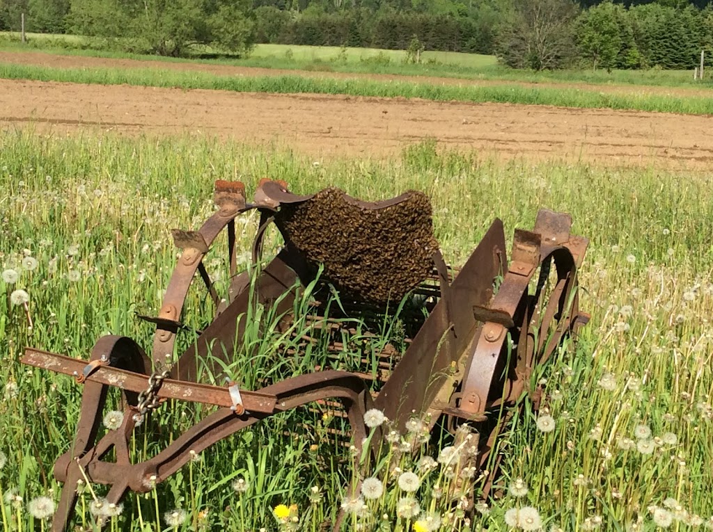 Ferme du Val Clément -Ouvert sur rendez-vous seulement- | 179 Chem. Thomas S, Notre-Dame-de-la-Salette, QC J0X 2L0, Canada | Phone: (819) 766-2201