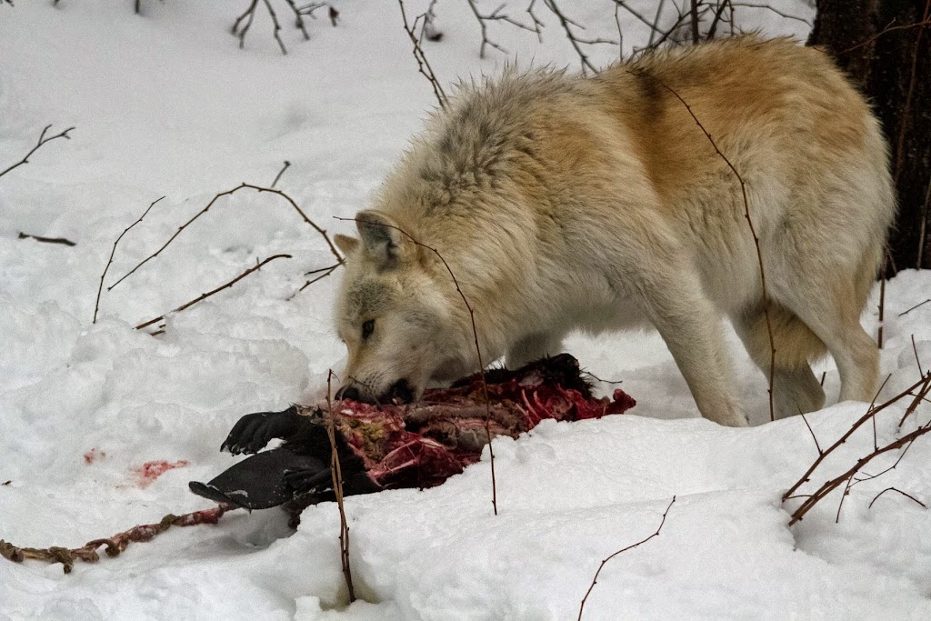 Haliburton Forest Wolf Centre | 1305 Redkenn Rd, Dysart et al, ON K0M 1S0, Canada | Phone: (800) 631-2198 ext. 140