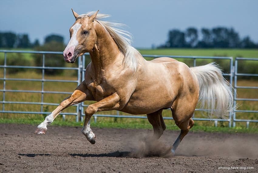 Fired Up Performance Horses | 340068 AB-805, Wimborne, AB T0M 2G0, Canada | Phone: (403) 506-7037