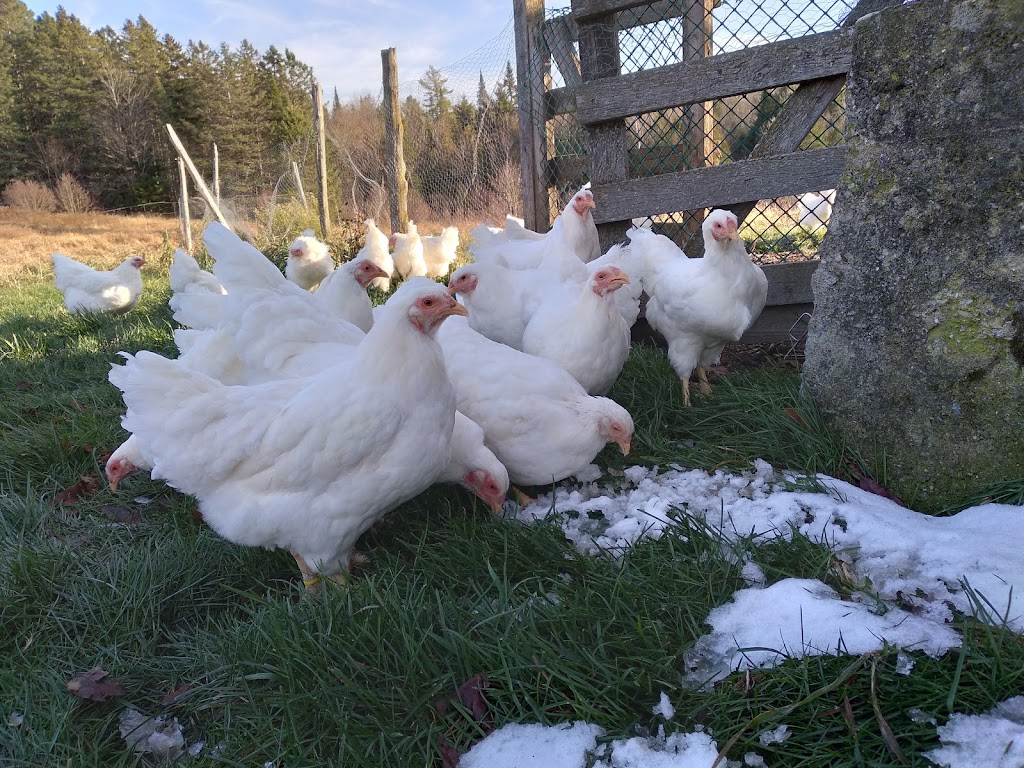 Ferme Noëka | 628 Chemin du, 5e Rang, Le Val-Saint-François, QC J0A 1A0, Canada | Phone: (819) 845-4873